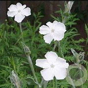Lychnis coronaria 'Alba' GM P9 BIO