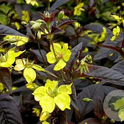 Lysimachia ciliata 'Firecracker' GM P9 BIO