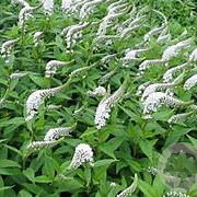 Lysimachia clethroides GM P9 BIO