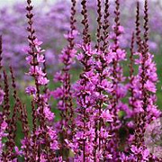 Lythrum 'Dropmore Purple' GM P9 BIO