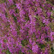 Lythrum sal. 'Swirl' GM P9 BIO