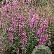 Lythrum virgatum 'Rose Queen' GM P9 BIO