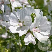 Malva moschata 'Alba' GM P9 BIO