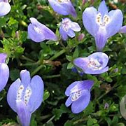 Mazus reptans GM P9 BIO