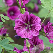 Malva sylvestris mauritanica GM P9 BIO