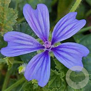 Malva sylvestris 'Primley Blue' GM P9 BIO