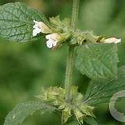 Melissa officinalis GM P9 BIO