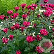 Monarda 'Bee-you Bee-happy' GM P9 BIO