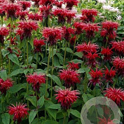 Monarda 'Mahogany' GM P9 BIO