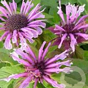 Monarda 'Mohawk' GM P9 BIO