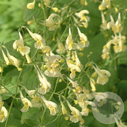 Nepeta govaniana GM P9 BIO