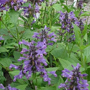 Nepeta kubanica GM P9 BIO