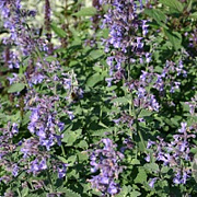 Nepeta racemosa 'Blue Wonder' GM P9 BIO