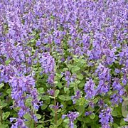 Nepeta racemosa 'Grog' GM P9 BIO