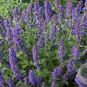 Nepeta 'Senior' GM P9 BIO