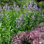 Nepeta sib. 'Souv. d'André Chaudr.' GM P9 BIO