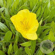 Oenothera macrocarpa GM P9 BIO