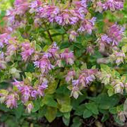 Origanum 'Dingle Fairy' GM P9 BIO