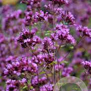 Origanum laevigatum 'Hopleys' GM P9 BIO