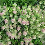 Origanum rot. 'Kent Beauty' GM P9 BIO