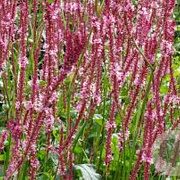 Persicaria a. 'Fascination' GM P9 BIO