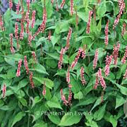 Persicaria a. 'Orangofield' GM P9 BIO