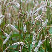Persicaria a. 'White Eastfield' GM P9 BIO