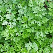 Petroselinum crispum GM P9 BIO