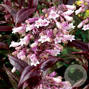 Penstemon 'Dark Towers' GM P9 BIO