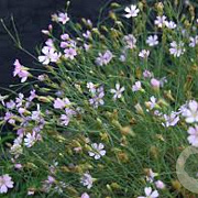 Petrorhagia saxifraga GM P9 BIO