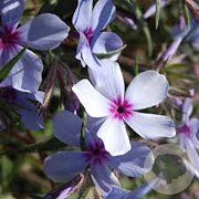 Phlox div. 'Chattahoochee' GM P9 BIO