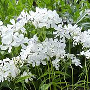 Phlox div. 'May Breeze' GM P9 BIO
