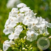 Phlox (D) 'White Admiral' GM P9 BIO