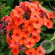 Phlox (P) 'Orange Perfection' GM P9 BIO