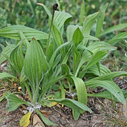 Plantago lanceolata GM P9 BIO