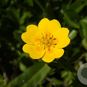 Potentilla aurea GM P9 BIO