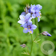 Polemonium caeruleum GM P9 BIO