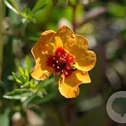 Potentilla tonguei GM P9 BIO