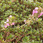 Prunella grandiflora 'Inshriach Ruby' GM P9 BIO