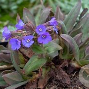 Pulmonaria ang. 'Azurea' GM P9 BIO