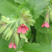 Pulmonaria rubra 'Redstart' GM P9 BIO