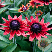 Rudbeckia hirta 'Cherry Brandy' GM P9 BIO