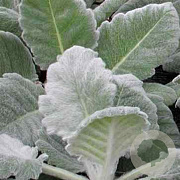 Salvia argentea GM P9 BIO