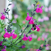 Salvia microphylla GM P9 BIO