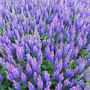 Salvia nem. Blue Bouquetta GM P9 BIO