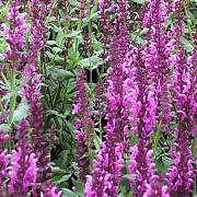 Salvia nemorosa 'Pink Friesland' GM P9 BIO