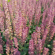 Salvia n. 'Katsjing' GM P9 BIO