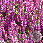 Salvia nem. 'Pink Beauty' GM P9 BIO
