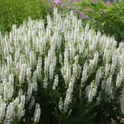 Salvia nem. 'Schneehügel' GM P9 BIO