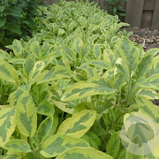Salvia off. 'Icterina' GM P9 BIO